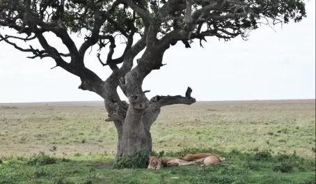 Lions lazing under a tree - Serengeti National Park