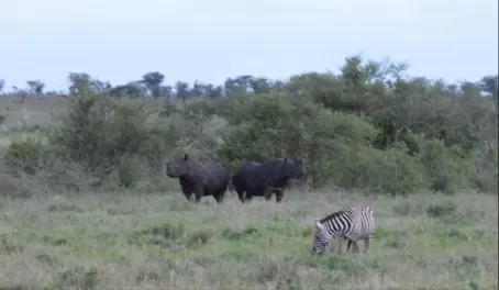 Blurry rhinos in Serengeti National Park