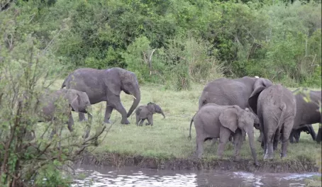 Elephants with little baby - Serengeti