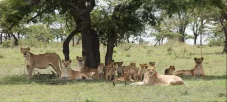 Huge pride of lions in Serengeti National Park