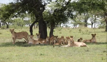 Huge pride of lions in Serengeti National Park