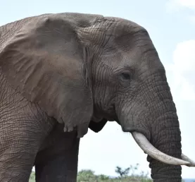 bull elephant - Serengeti National Park
