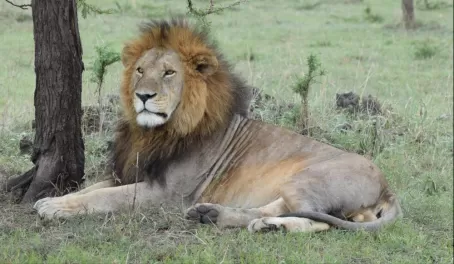 Big Male in Serengeti