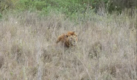 Lion in the bush - Serengeti National Park