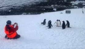 Photographing the penguins