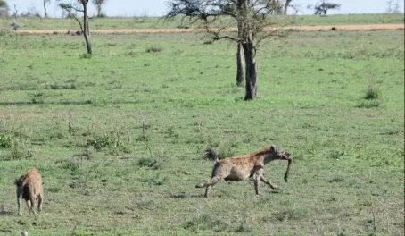 Hyenas with kill in the Serengeti