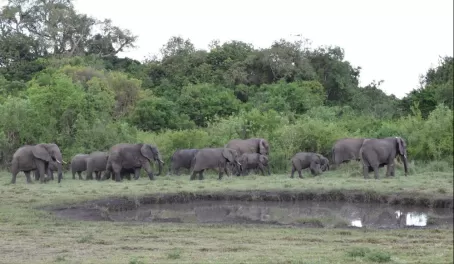 Elephants in Serengeti NP