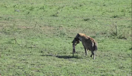 Hyena with kill - Serengeti NP