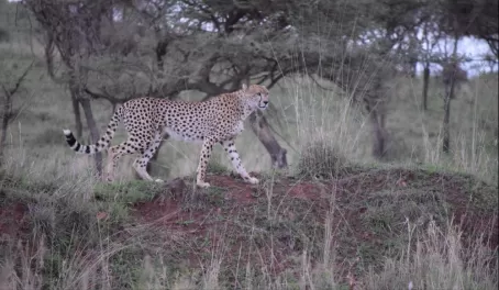 Cheetah in Serengeti NP