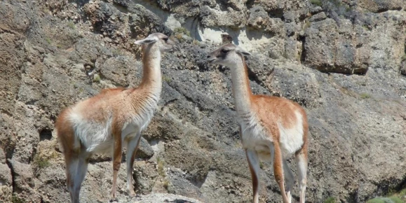 Guanacos in Torres del Paine Park 