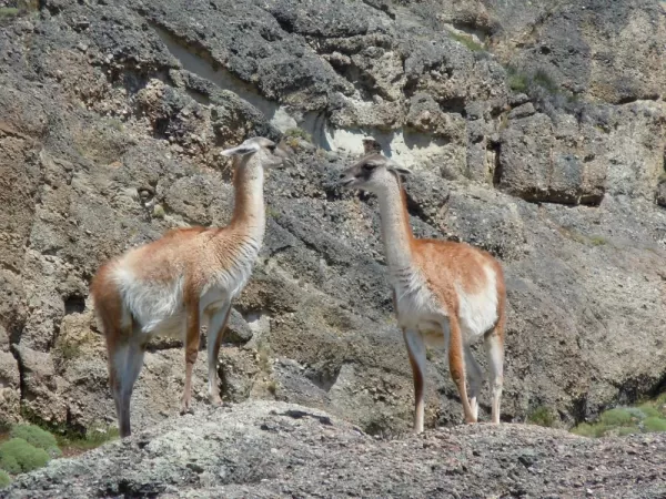 Guanacos in Torres del Paine Park 