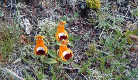 Lady Slippers, Torres del Paine park