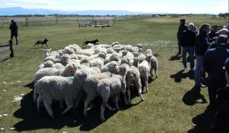 Estancia; two dogs herding sheep and people