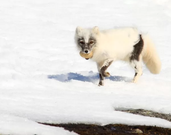 An Arctic fox stole a snow goose egg
