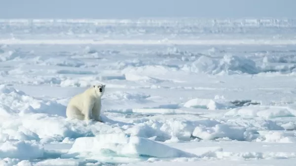 The king of the Arctic, the Polar Bear