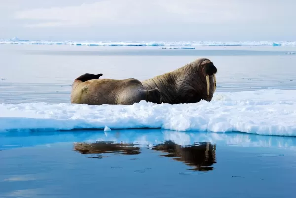 The charming walrus