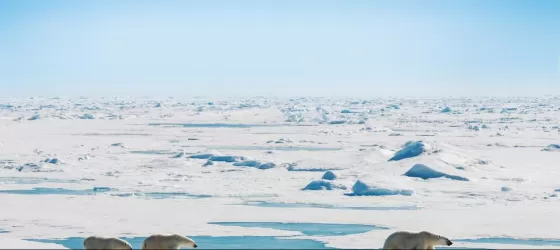 Group of polar bears