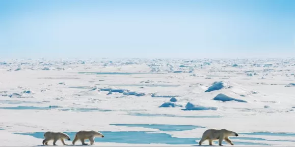 Group of polar bears