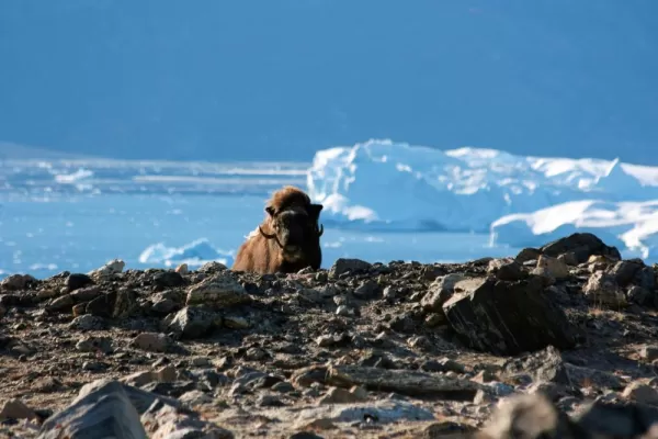 Musk Ox in Greenland