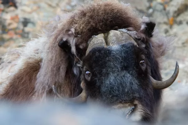 Musk Ox in Greenland