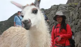 Peruvian llama