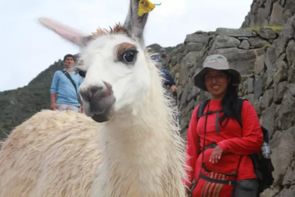 Peruvian llama
