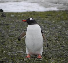 Penguin on the beach