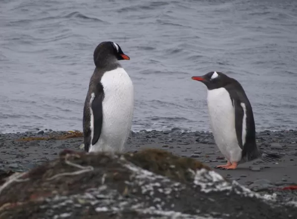 Exploring the Antarctic peninsula