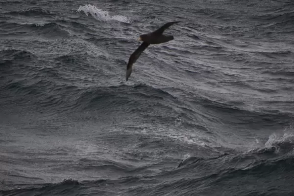 Exploring the Antarctic peninsula