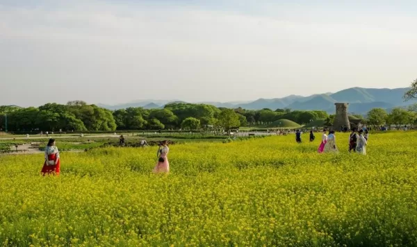 Gyeongju Flower Garden