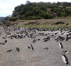 Penguin rookery Martillo Island in Beagle Channel