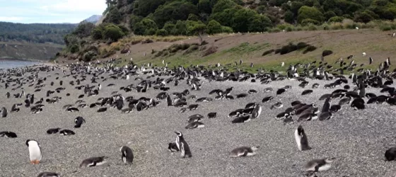 Penguin rookery Martillo Island in Beagle Channel