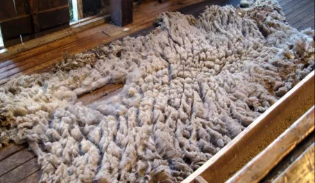 Sheep Fleece sheared