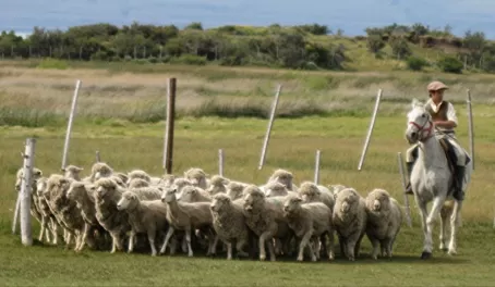 Herding Sheep - El Galpon