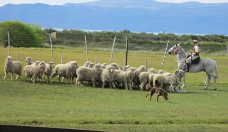 Herding Sheep 