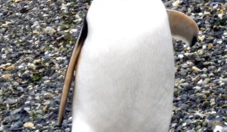 Gentoo Penguin comin' at ya