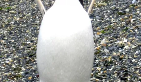 Gentoo Penguin Wings Up