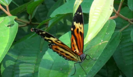 Butterfly, Iguazu Forest
