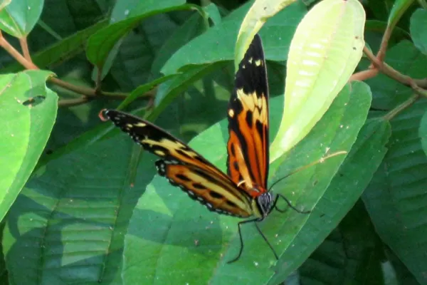 Butterfly, Iguazu Forest