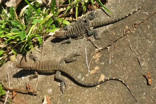 Small lizards in Iguazu Park