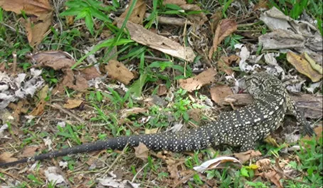 Large Lizard, Iguazu Park