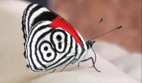 Diaethria clymena or "Cramer's 88" butterfly in Iguazu