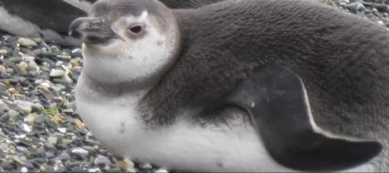 Baby Magellanic penguin