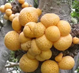 Tree Fungi Up Close