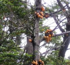Tree Fungi in Tierra del Fuego