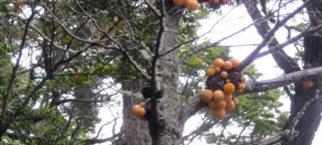 Tree Fungi in Tierra del Fuego