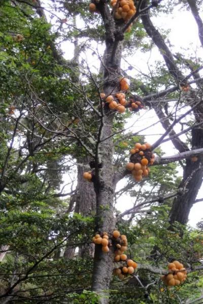 Tree Fungi in Tierra del Fuego