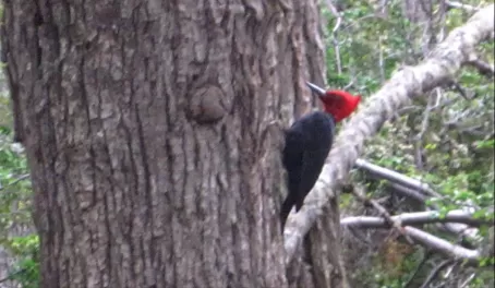 Woodpecker in TdF park
