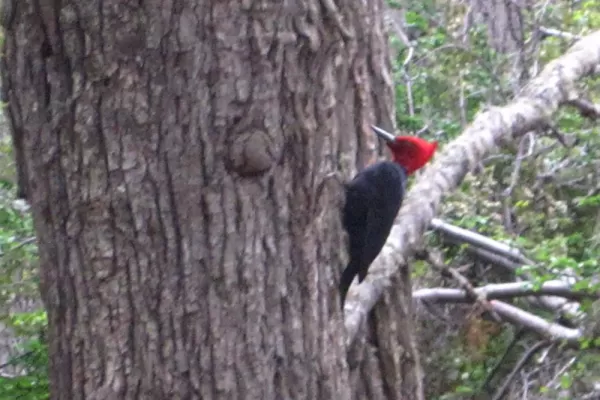 Woodpecker in TdF park
