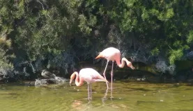 Galapagos Flamingos